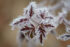 Color macro photo. A cluster of small red leaves, covered in spikes of white frost.