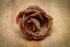 Color photo. Closeup of a flower bloom, gone brown with patches of white. It is resting on a piece of wood.