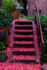 Color photo. Magenta flower petals cover the steps of a concrete staircase. They are also covering the ground at the base of the staircase. Green bushes are on either side of the stairs, and a metal railing climbs beside them on the right.