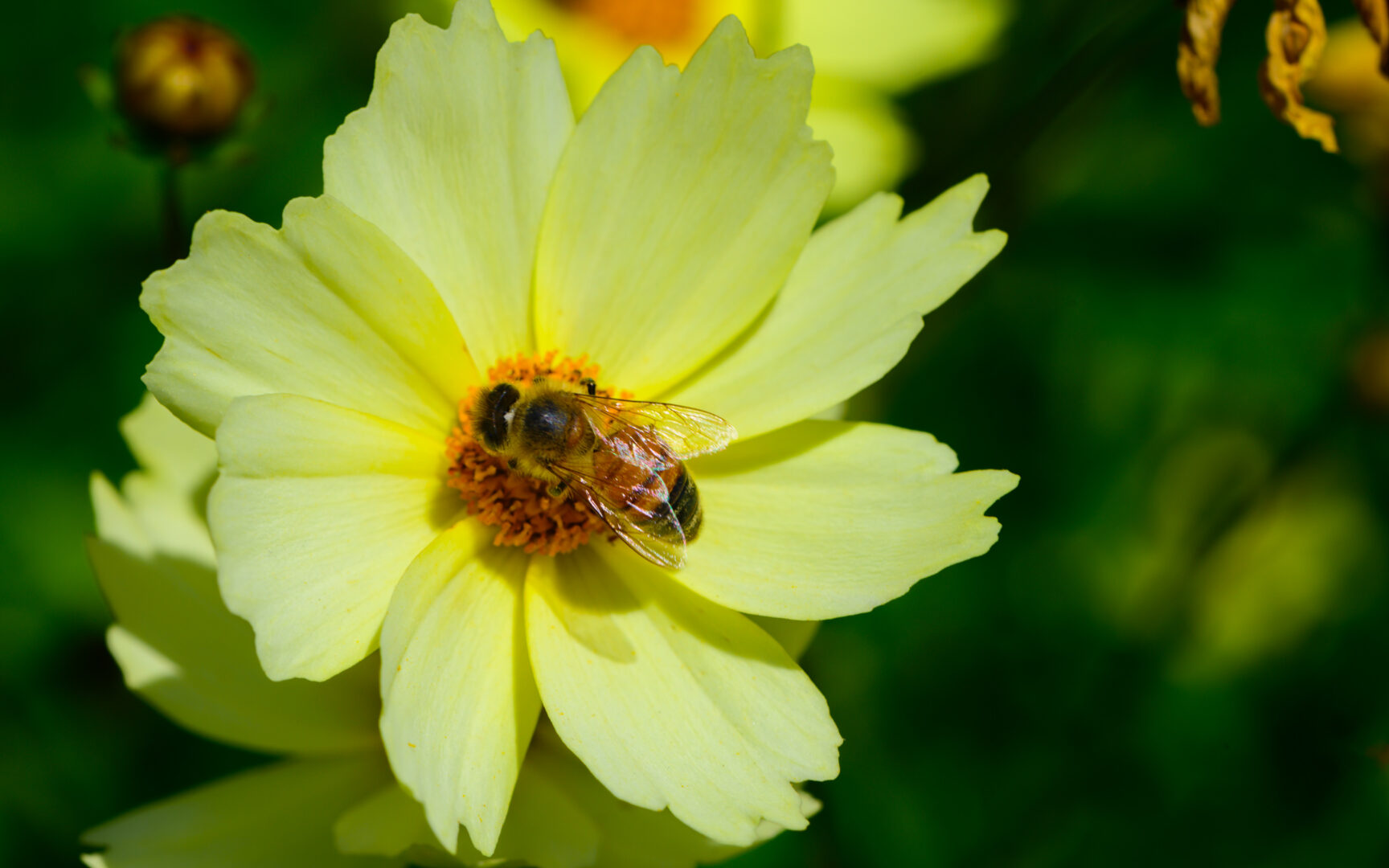 Color photo. Closeup of a bee in the middle of a yellow flower. The center of the flower is orange.