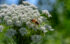 Color photo. A bee is seen from the side on a sunlit flower, which is composed of many small flowerlets. The sunlit backlights the bee, making its abdomen glow a pleasant orange.