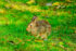 Color photo. A brown rabbit sits in the middle of green grass.