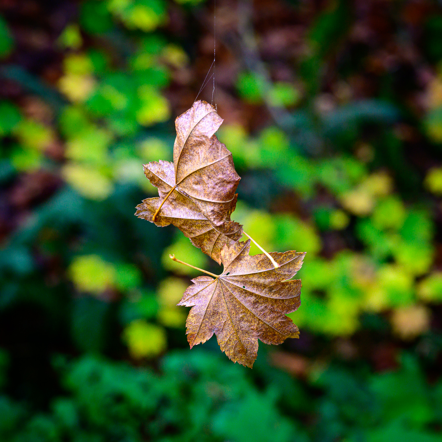 Color photo. Two brown maple leaves hang from a slender thread of spider silk. Behind them, out of focus, are leaves changing from green to yellow.