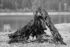 Black and white photo. A stump on the rocky shore of a lake. It forms a rough triangle, and holes through it allow the shore beyond it to be seen. Trees line the far shore of the lake.