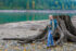 A person in blue jeans and a green hoodie, wearing a blue backpack, stands next to a stump as tall as they are. Yellow leaves litter the rocks in the foreground. In the background, a lake reflects the trees on the far shore, some of which are yellow from the autumn.