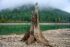 A tall stump on a rocky shore. The lake beyond reflects the green trees on a mountainside that rises up into the clouds.