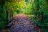 Color photo of a short wooden bridge in a wood. The bridge is covered in fallen leaves, mostly brown with a few bright yellow. The path continues beyond the bridge into the woods, where the trees are green turning to yellow.