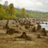 Color photos. Many stumps line the rocky shore of a lake. The trees beyond the shore are yellowed by autumn. Beyond them are green pines, and a cloud filled sky.