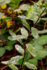 Color photo. Beads of water, like tiny jewels, speckle long oval green leaves growing from a brown stalk.