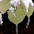 Color photo. Three green leaves with serrated edges next to each other, their veins prominently visible. The center one is in focus, and a long icicle full of tiny bubbles extends down from the pointed leaf tip.