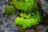 Color photo. Closeup of a patch of green moss on gray stone. Red tendrils or stalks project out from a mass of tiny green leaves.