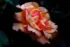 Color photo. Closeup of a rose bloom. It is a soft pastel color, somewhere between orange and pink. It is surrounded by dark green leaves and deep shadows.