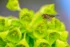 Color macro photo. A small yellow insect, its burgundy colored compound eye dotted with pollen. It is sitting on a cluster of pale green flowers.