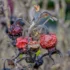 Color photo. Closeup of four shriveled berries at the end of a branch. Two are bright red, one is dark red, and the closest is pale orange.