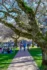 Color photo. A cherry tree at the right of the frame. Its branches, covered in early blooms, stretch across a brick pathway below. At the end of the path, and to its left, are crowds of people.