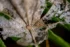 Color photo. Closeup of a leaf, brown and decaying. The skin between the leaf veins is gone in places, and almost transparent in others.