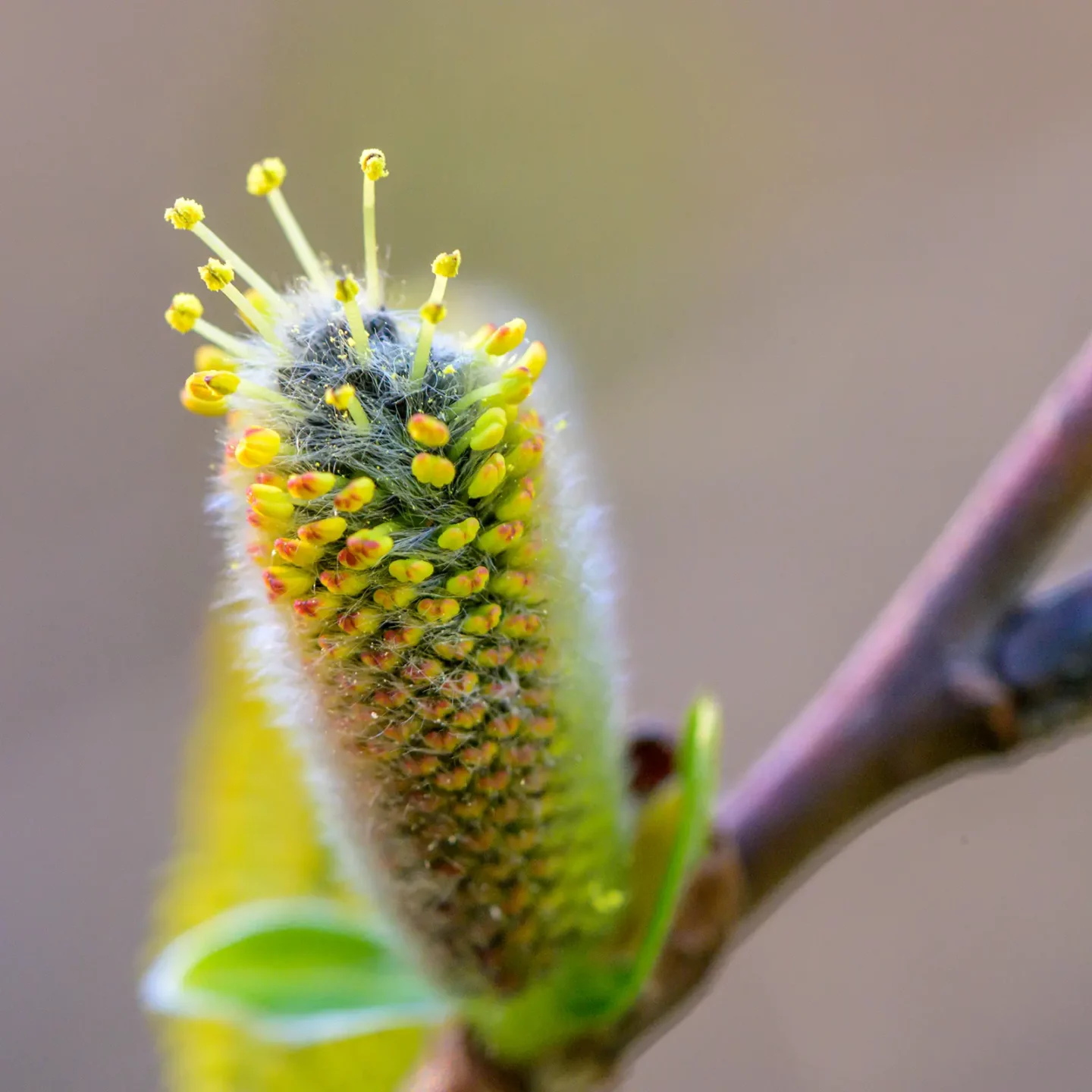 Color photo. Closeup of a bud with many small flowerlets. They are on pale green stalks, with yellow and red tips. The base of the stalks is covered in fine white hair-like threads, dotted with yellow pollen.