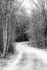 Black & white photo. A trail, covered in a dusting of snow, leads from the bottom of the frame. It curves gently left, then right, passing behind trees. To the left of the path are a small stand of birch, with gleaming white bark. The other trees on either side have dark limbs, all of which have snow on top.