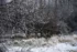 Color photo. Thin branches extended across the frame from the left. It is snowing, and the branches are beaded by gobs of melting snow. In the background, out of focus, are other trees and snow-covered reeds.