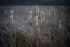 Color photo. A line of cattails recedes into the distance. Snow is falling, and each cattail is coated with snow on its right side, and bare on it's left.