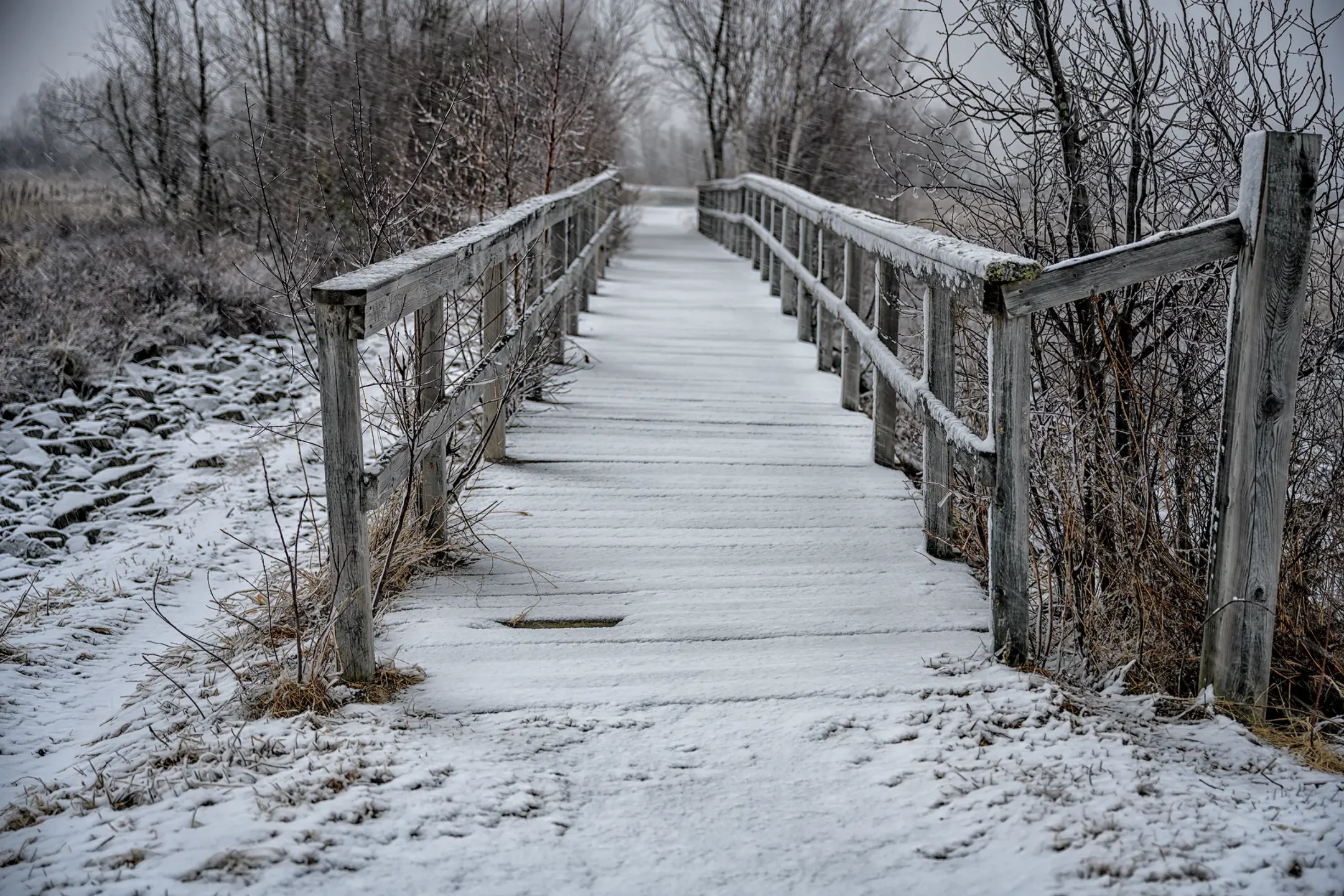 Color photo. A snow-covered wooden bridge, leading into a stand of trees in the distance.