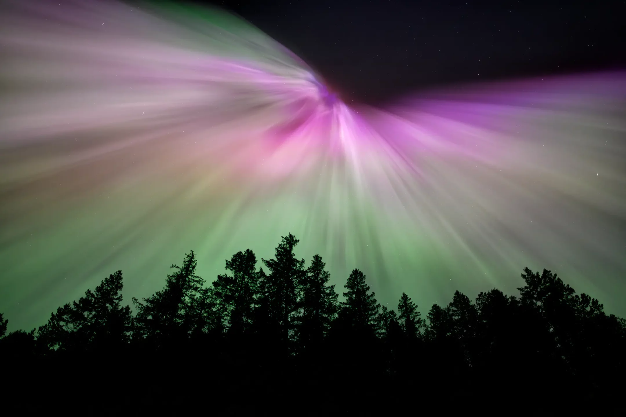 Color photograph. The silhouettes of a line of trees are seen along the bottom of the frame. Above them the filaments of the aurora are visible, in a pattern that looks like a bird, wings outstretched, with the aurora flowing from them.