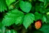 Color photo. Two salmonberries, one almost ripe, red and orange, and the other still green. Both have little hairs growning out of the fruit. Between the two berries are the vibrant green leaves of the plant, in a cluster of three: one at the end of the stalk, and two opposite each other below. They have serrated edges, and the leaf veins are plainly visible.