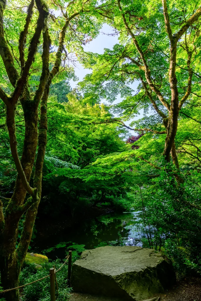 Color photo. A flat rock is at the bottom of the frame, next to a kind of fence made of short wooden posts with a thin rope railing. Beside the rock are mossy trees, and below and beyond the rock is a small pond, with small leafy plants on its surface.