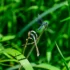 Color photo. A Blue Dasher dragonfly sits at the end of a stalk of brown grass. Beyond it are blades of vibrant green grass. It's translucent wings glitter in reflected sunlight.