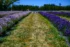 Color photo. A lane of short grass, green and gold, runs between two rows of lavendar, each a different type, pale purple on the left and vibrant purple on the right. The lane leads to a white fence in the distance, beyond with is a line of trees. Above is a sliver of blue sky.