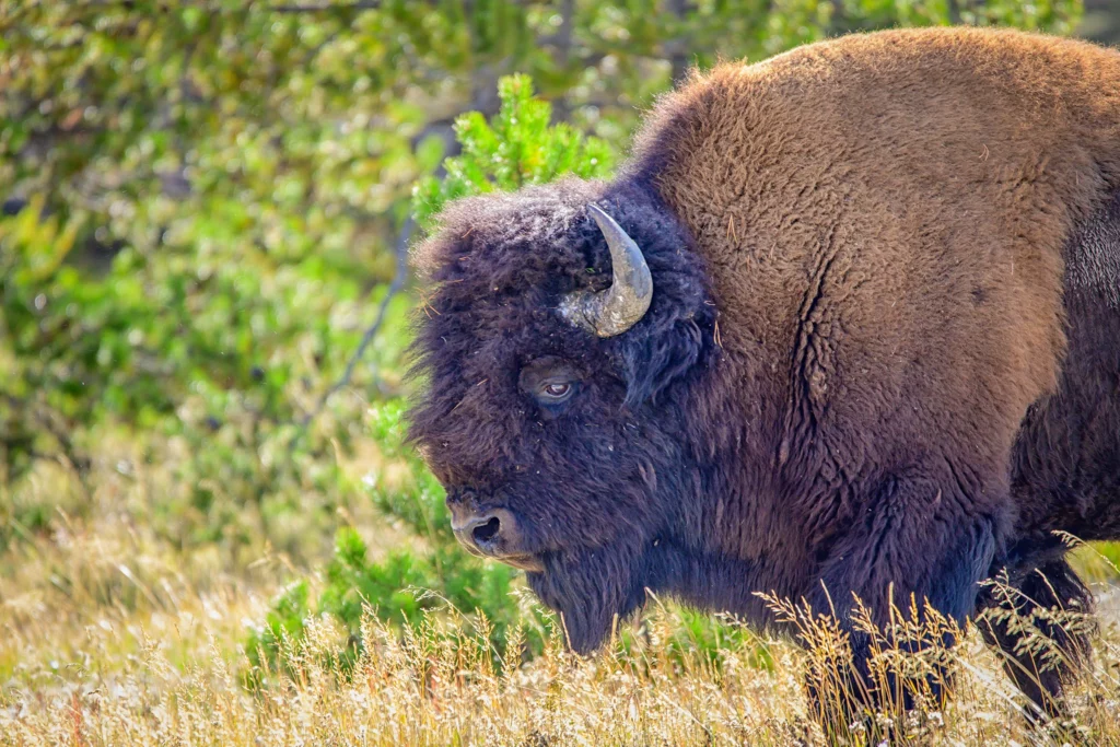 Color photo. A bison, seen from the side, walking through golden grass. Behind it is green forest.