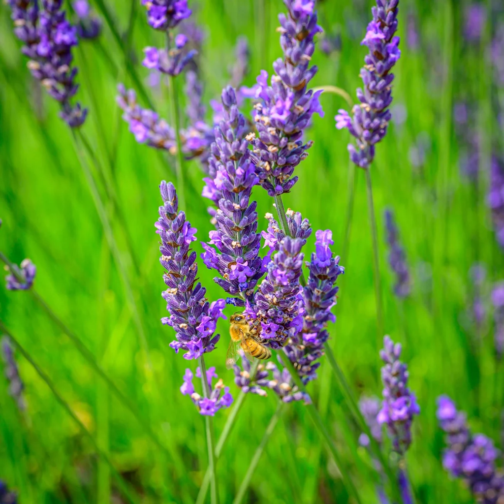 Color photo. A black and yellow honey bee collects nectar from a lavender plant. It is surrounded by other lavender plants, all of them on brilliant green stalks and growing upwards.