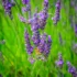 Color photo. A black and yellow honey bee collects nectar from a lavender plant. It is surrounded by other lavender plants, all of them on brilliant green stalks and growing upwards.