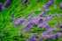 Color photo. A black and yellow bumble bee collects nectar from a lavender plant. It is surrounded by other lavender plant, all of them on brilliant green stalks and growing from left to right.