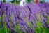 Color photo. Two lavender stalks growing upwards beside each other. Each has a yellow and black honey bee collecting nectar on it. They are seen at the height of the flowers, and behind them is a sea of lavender receding into the distance.