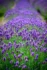 Color photo. A row of lavender, receding into the distance at the top of the frame. The closest stalks are slightly out of focus, as are the stalks in the distance, leaving the tallest stalks, in the center of the frame, in sharpest focus.