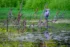 Color photo. Branches sticking up out of still water. On one of the branches a Great Blue Heron is perched. The shore behind the branches is covered in green vegetation.