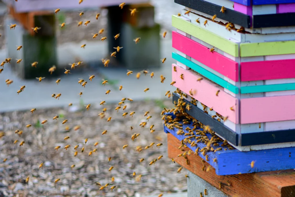 Color photo. A multi-colored bee box, in pastel hues, on the right side of the frame. The hive entrance is covered in bees, and the air to the left of the hive is full of bees entering and leaving.