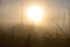 Color photo. A golden sun, barely seen through fog. A stand of bare tree trunks is visible as silhouettes in the mist.