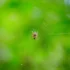 Color photo. An orange and white spider sits in the middle of a white web on a green background.