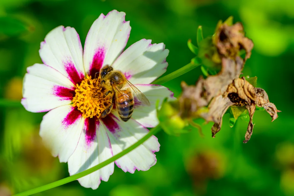 Color photo. A flower with eight petals, white with fuchsia centers at the base. The middle of the flower is a mass of yellow. A bee sits in this yellow field, collecting nectar.