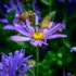 Color photo. A pale purple many-petaled flower with a brilliant yellow center. A moth sits in the yellow, collecting nectar.