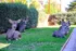 Color photo. A small herd of deer resting on a lawn, looking at the viewer.