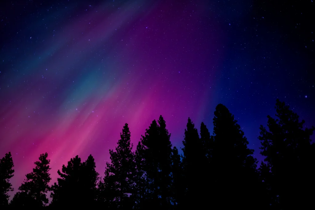 Color photo. The night sky, filled with stars and sheets of red and purple aurora, above a line of silhouetted pines.