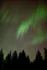 Color photo. A night sky filled with stars and red and green aurora, above a line of dark pines. The Pleiades are visible just above the trees on the right.