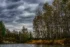 Color photo. A sky full of dark clouds above a river. Tall white trees with sparse foliage grow on the far banks of the river. Below them are yellow leafed bushes.