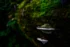 Color photo. A white shelf mushroom growing on the side of a fallen log. The log is covered in dark green moss, and moss is growing on the top of the mushroom as well. A smaller mushroom grows below the larger one.