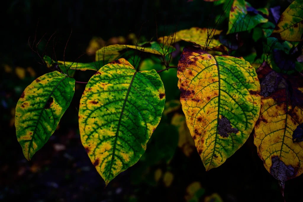 Color photo. Three large leaves, on a dark background. They are going autumn yellow, with the rightmost having the most yellow, and the leftmost the least. The leaf veins on all three are dark green and prominent, particularly where they are surrounded by yellow.