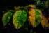 Color photo. Three large leaves, on a dark background. They are going autumn yellow, with the rightmost having the most yellow, and the leftmost the least. The leaf veins on all three are dark green and prominent, particularly where they are surrounded by yellow.