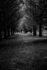 Black and white photo. A darkened dirt path between a row of pines, receding into the distance. The pine boughs grow up at an angle, meeting above the path, creating a peaked roof along its length.